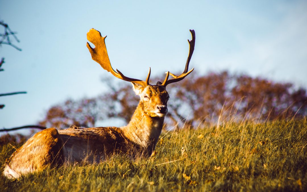 Knole Park Deer