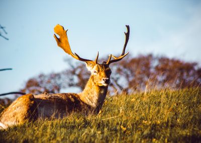 Knole Park Deer
